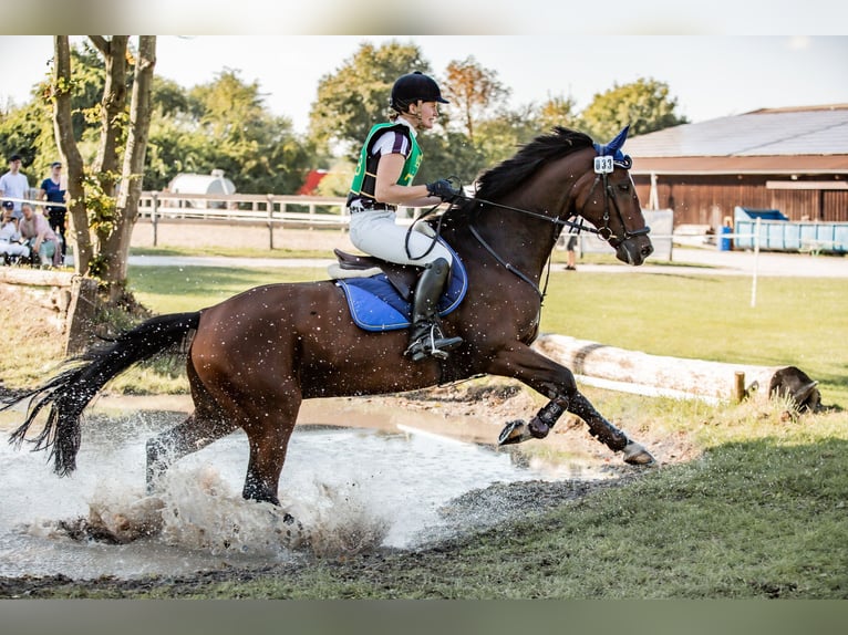 Caballo alemán Caballo castrado 10 años 165 cm Castaño in Warendorf