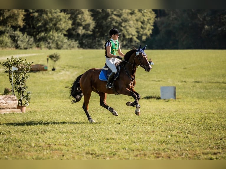 Caballo alemán Caballo castrado 10 años 165 cm Castaño in Warendorf