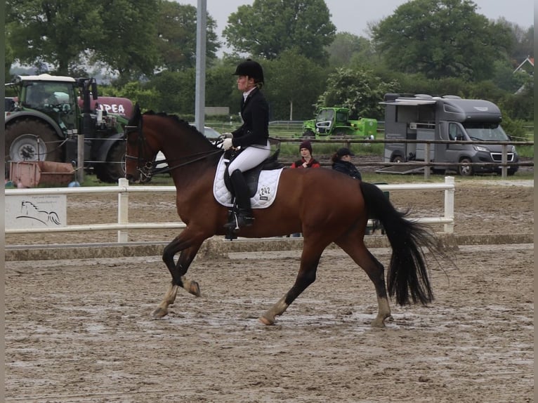 Caballo alemán Caballo castrado 10 años 165 cm Castaño in Warendorf