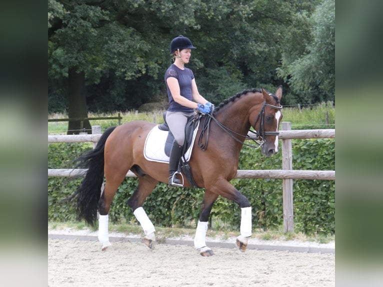 Caballo alemán Caballo castrado 10 años 165 cm Castaño in Warendorf