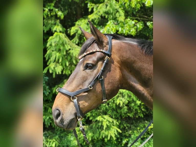 Caballo alemán Caballo castrado 10 años 170 cm Castaño in Oberhaching
