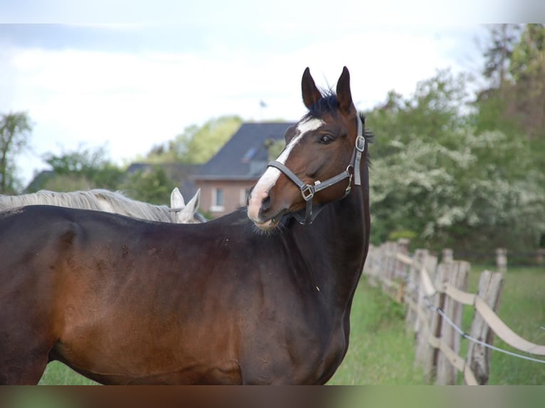 Caballo alemán Caballo castrado 10 años 173 cm Castaño oscuro in Mülheim an der Ruhr