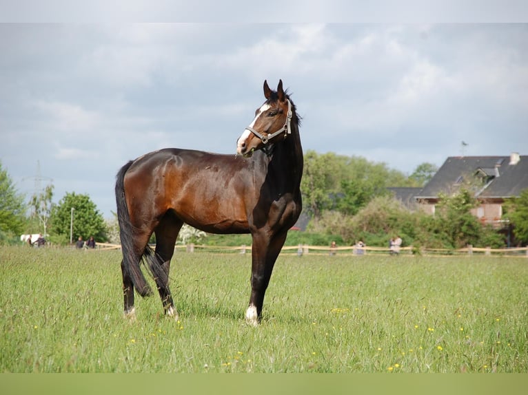 Caballo alemán Caballo castrado 10 años 173 cm Castaño oscuro in Mülheim an der Ruhr