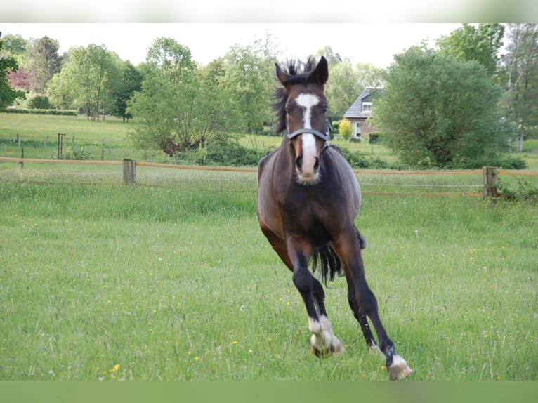 Caballo alemán Caballo castrado 10 años 173 cm Castaño oscuro in Mülheim an der Ruhr