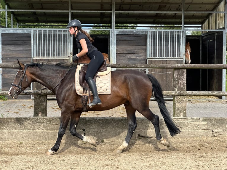 Caballo alemán Caballo castrado 10 años 173 cm Castaño oscuro in Mülheim an der Ruhr