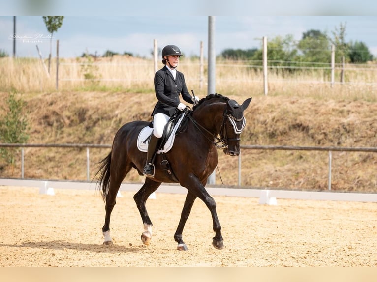 Caballo alemán Caballo castrado 10 años 173 cm Negro in Großlangheim