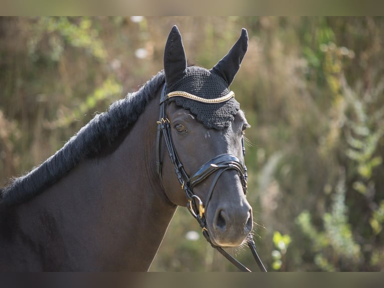 Caballo alemán Caballo castrado 10 años 173 cm Negro in Großlangheim