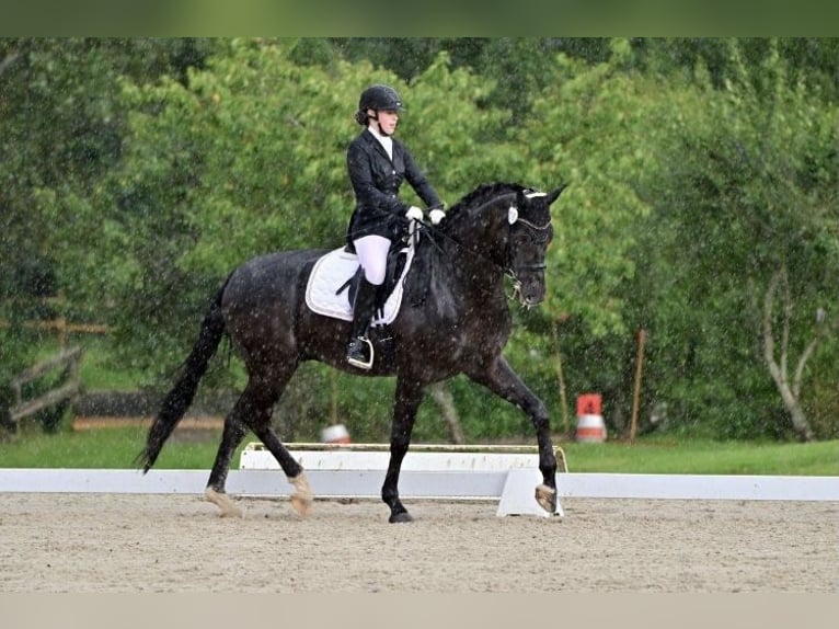 Caballo alemán Caballo castrado 10 años 173 cm Negro in Großlangheim