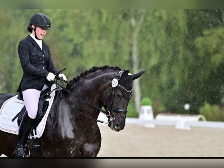 Caballo alemán Caballo castrado 10 años 173 cm Negro in Großlangheim