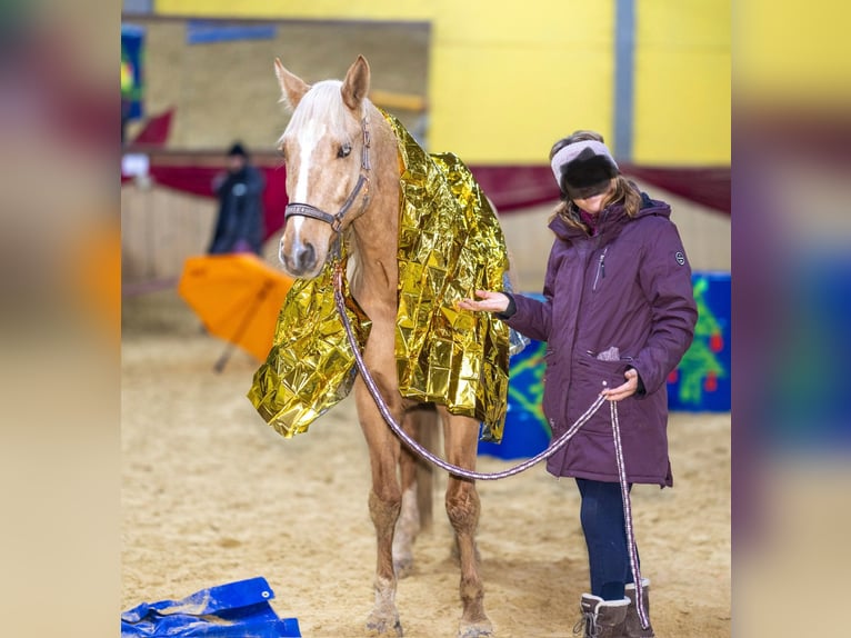 Caballo alemán Caballo castrado 11 años 160 cm Palomino in Rommerskirchen, Evinghoven