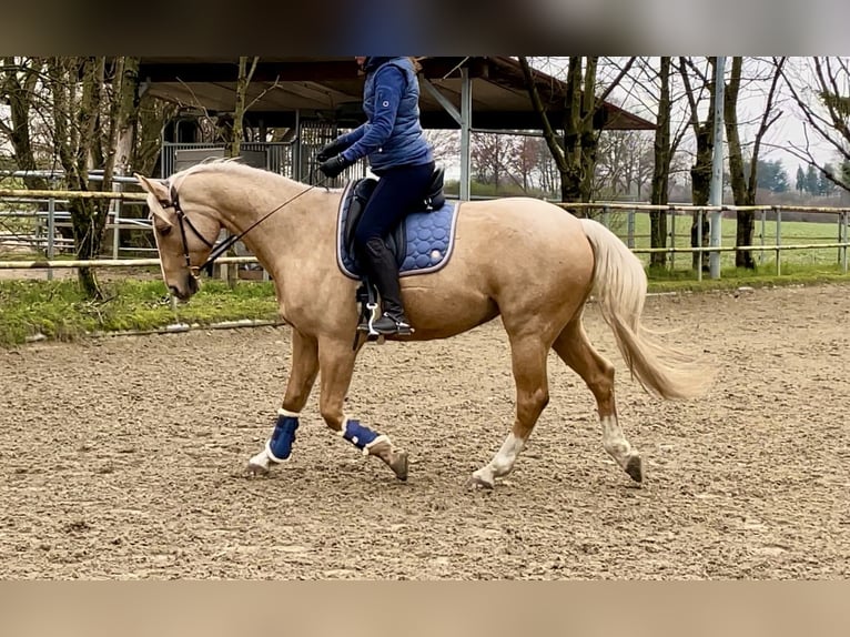 Caballo alemán Caballo castrado 11 años 160 cm Palomino in Rommerskirchen, Evinghoven