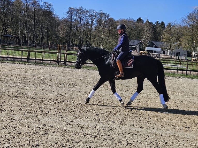 Caballo alemán Caballo castrado 11 años 162 cm Negro in Bremen