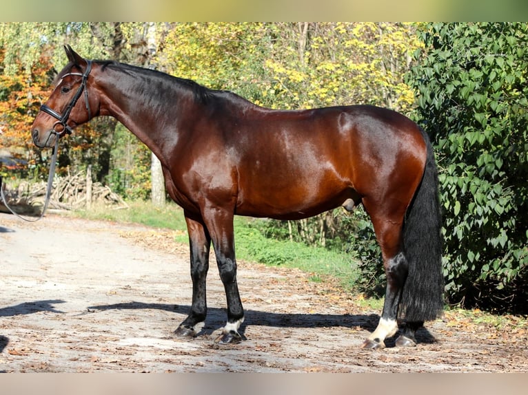 Caballo alemán Caballo castrado 11 años 165 cm Castaño in Bad Urach