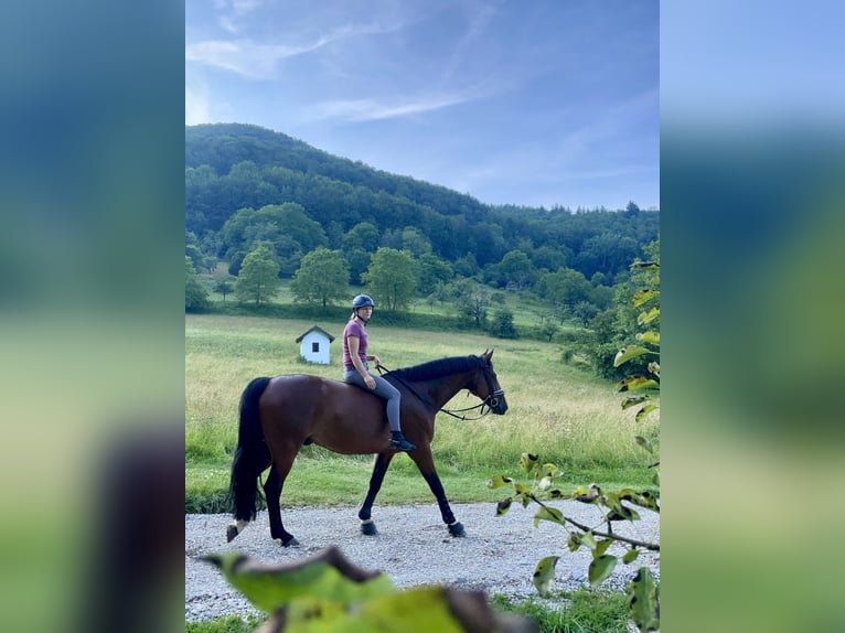 Caballo alemán Caballo castrado 11 años 165 cm Castaño in Bad Urach