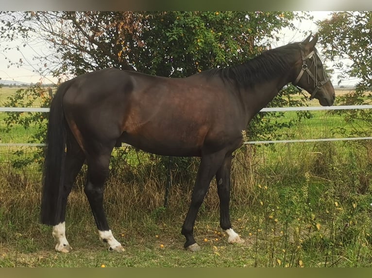 Caballo alemán Caballo castrado 11 años 165 cm Morcillo in Zörbig