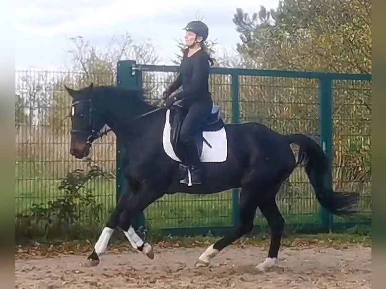 Caballo alemán Caballo castrado 11 años 165 cm Morcillo in Zörbig