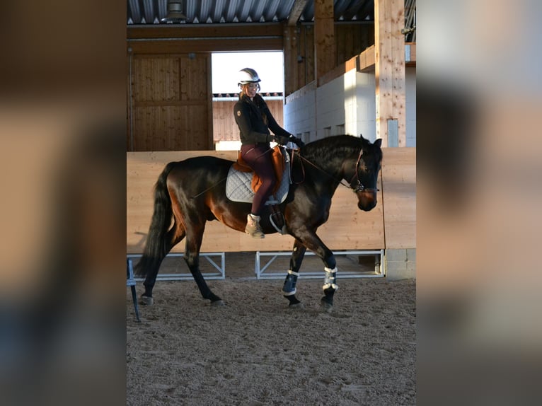 Caballo alemán Mestizo Caballo castrado 11 años 166 cm Castaño oscuro in Schöningen