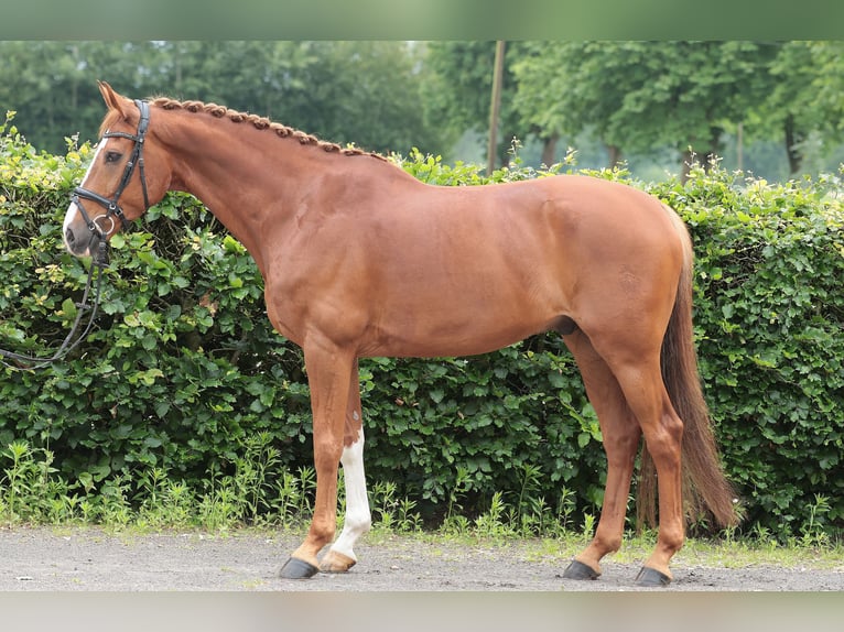 Caballo alemán Caballo castrado 11 años 168 cm Alazán in Saerbeck