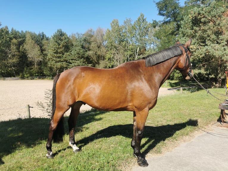 Caballo alemán Caballo castrado 11 años 174 cm Castaño in Spremberg