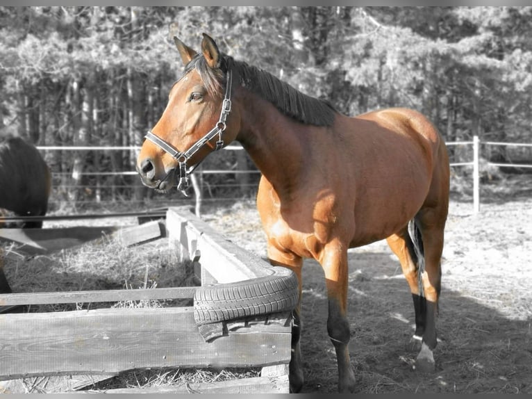 Caballo alemán Caballo castrado 11 años 174 cm Castaño in Spremberg