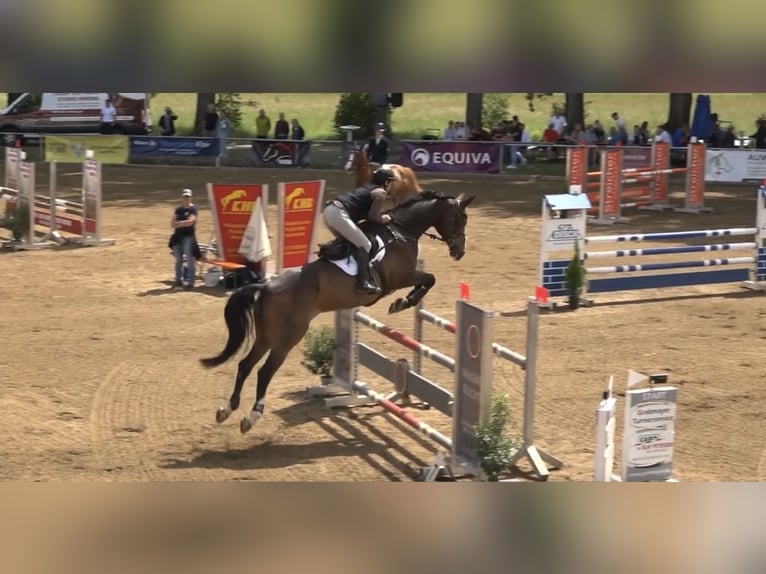 Caballo alemán Caballo castrado 11 años 175 cm Castaño oscuro in Straubing