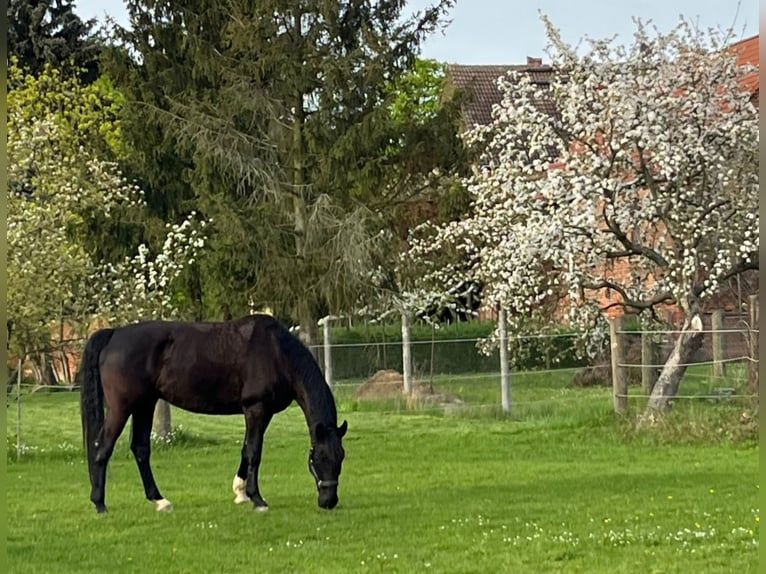 Caballo alemán Caballo castrado 11 años 175 cm Negro in Jüterbog