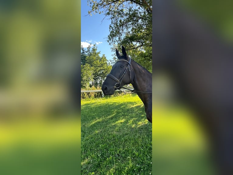 Caballo alemán Caballo castrado 11 años 175 cm Negro in Jüterbog