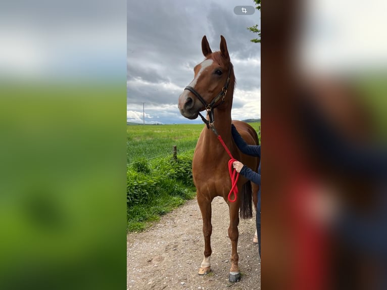 Caballo alemán Caballo castrado 12 años 164 cm Alazán in Rheinböllen