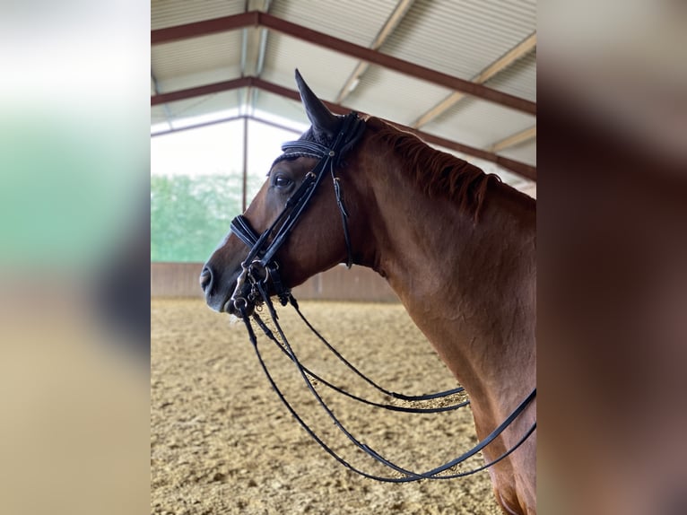 Caballo alemán Caballo castrado 12 años 164 cm Alazán in Rheinböllen