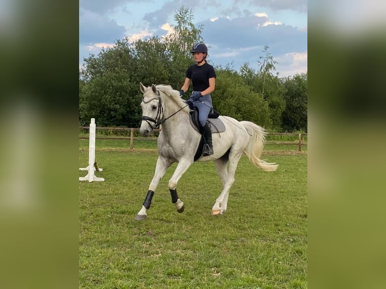 Caballo alemán Caballo castrado 12 años 167 cm Tordo in NienhagenNienhagen