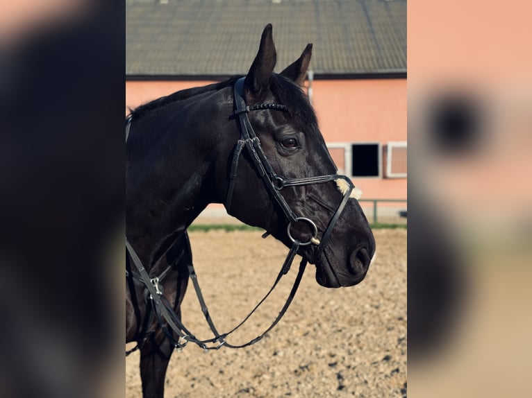 Caballo alemán Caballo castrado 12 años 170 cm Negro in Rostock