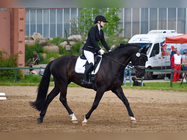 Caballo alemán Caballo castrado 12 años 170 cm Negro in Rostock