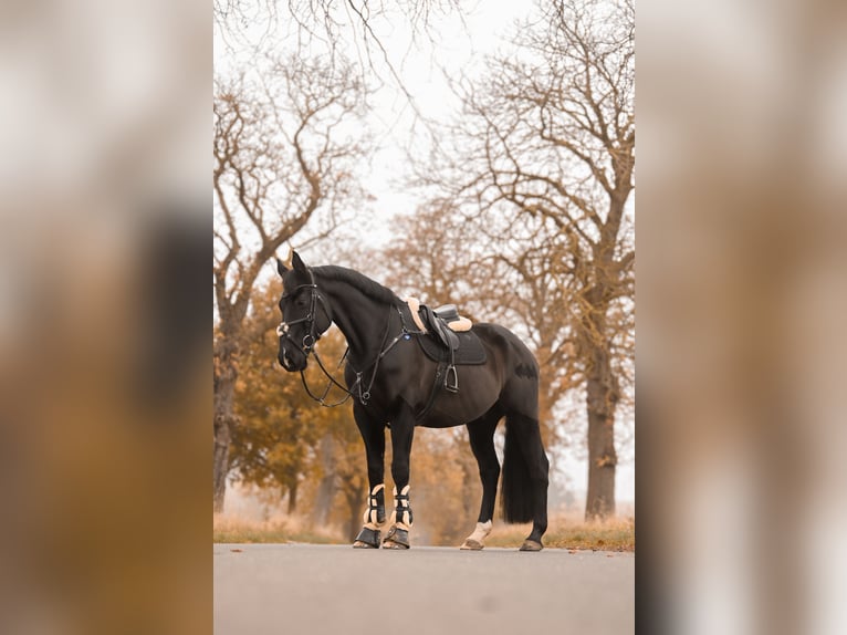 Caballo alemán Caballo castrado 12 años 170 cm Negro in Rostock