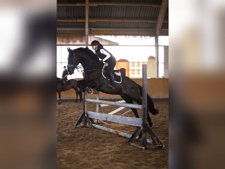 Caballo alemán Caballo castrado 12 años 170 cm Negro in Rostock