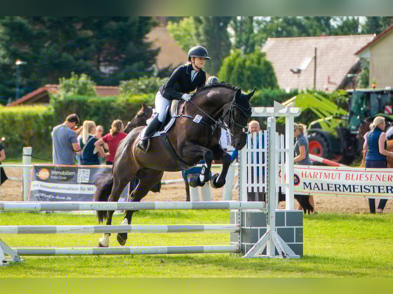 Caballo alemán Caballo castrado 12 años 170 cm Negro in Rostock