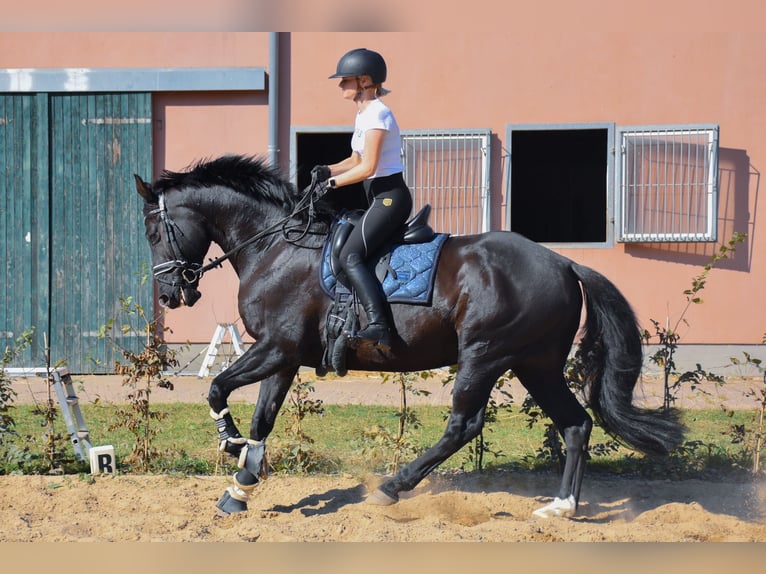 Caballo alemán Caballo castrado 12 años 170 cm Negro in Rostock