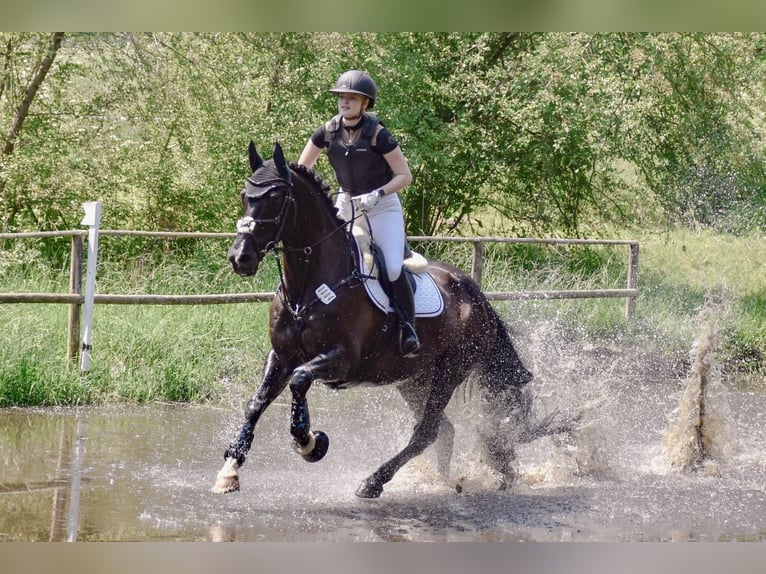 Caballo alemán Caballo castrado 12 años 170 cm Negro in Rostock