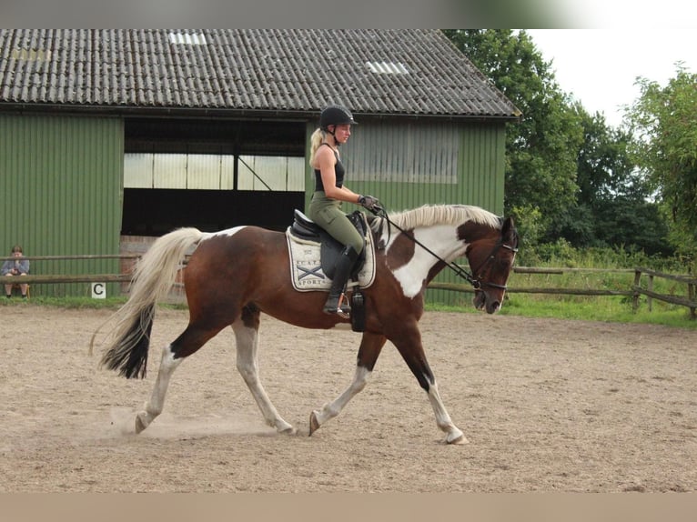 Caballo alemán Caballo castrado 12 años 172 cm Pío in Osterrade