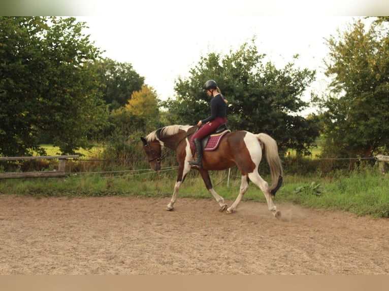 Caballo alemán Caballo castrado 12 años 172 cm Pío in Osterrade