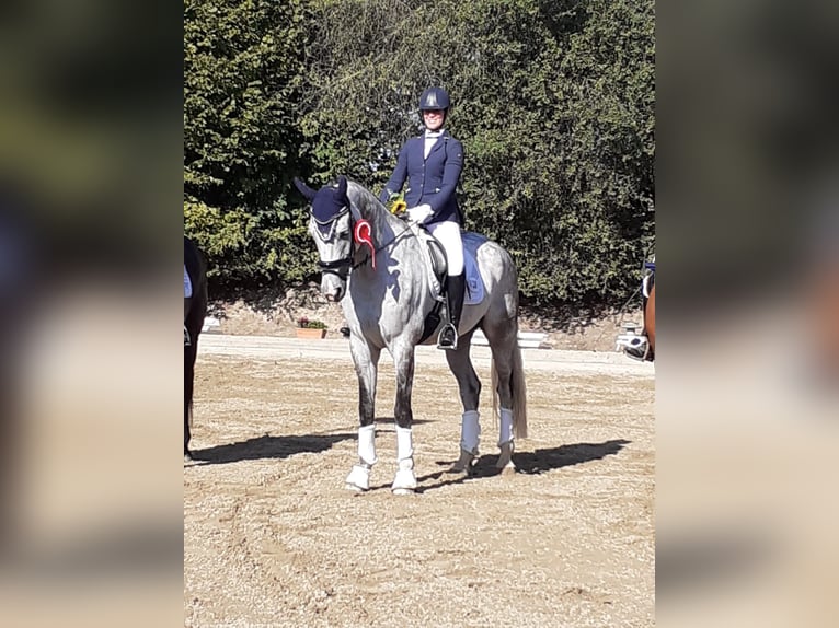 Caballo alemán Caballo castrado 12 años 173 cm Tordo in Willich