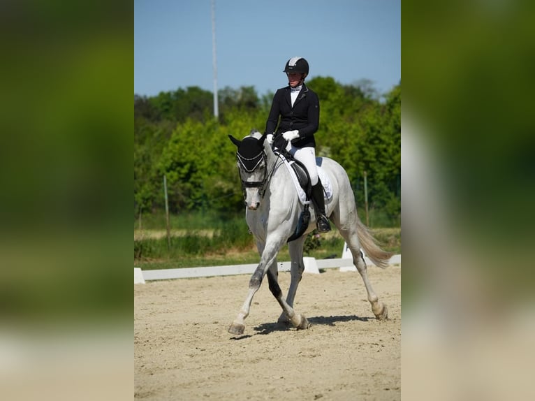 Caballo alemán Caballo castrado 12 años 173 cm Tordo in Willich