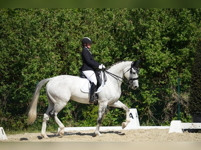 Caballo alemán Caballo castrado 12 años 173 cm Tordo in Willich