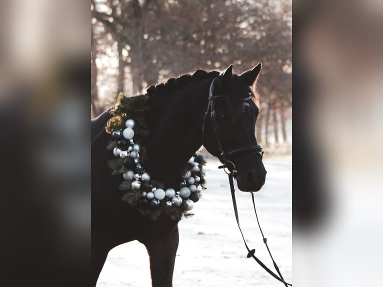 Caballo alemán Caballo castrado 13 años 161 cm Negro in Recke