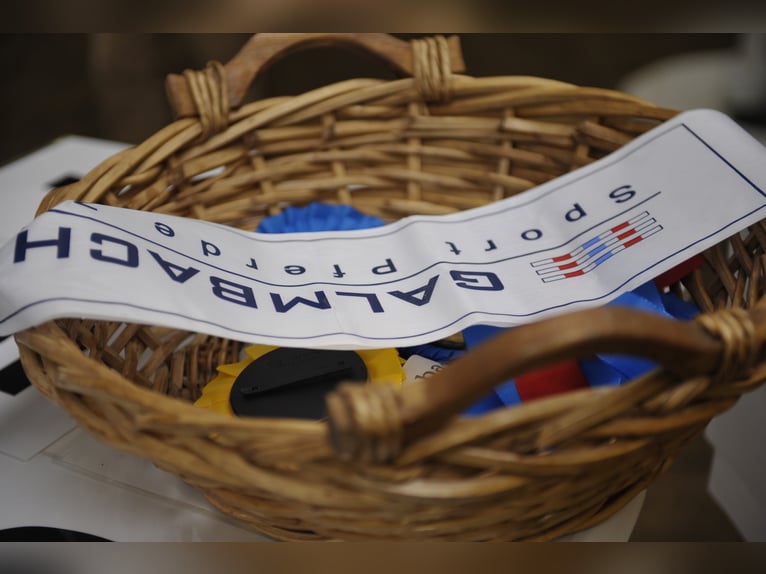 Caballo alemán Caballo castrado 13 años 171 cm Castaño oscuro in Neunkirchen