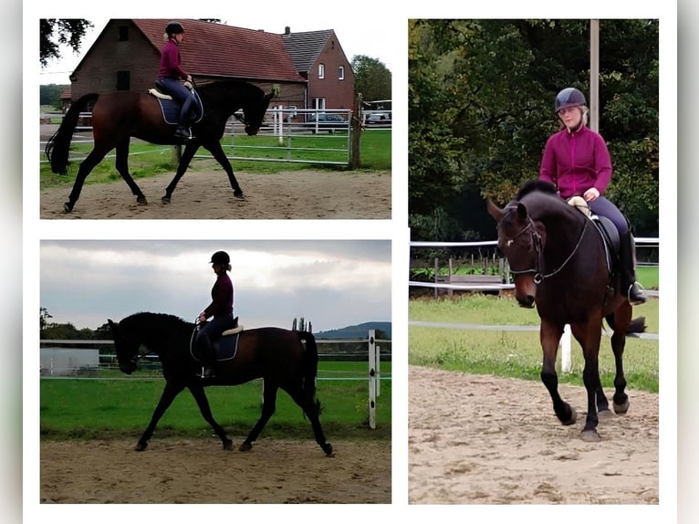 Caballo alemán Caballo castrado 13 años 172 cm Castaño oscuro in Bottrop