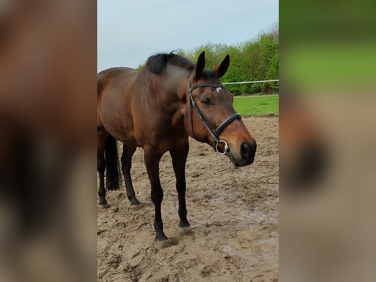 Caballo alemán Caballo castrado 13 años 172 cm Castaño oscuro in Bottrop