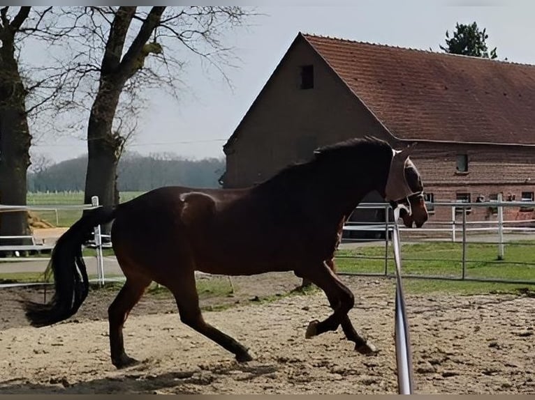 Caballo alemán Caballo castrado 13 años 172 cm Castaño oscuro in Bottrop