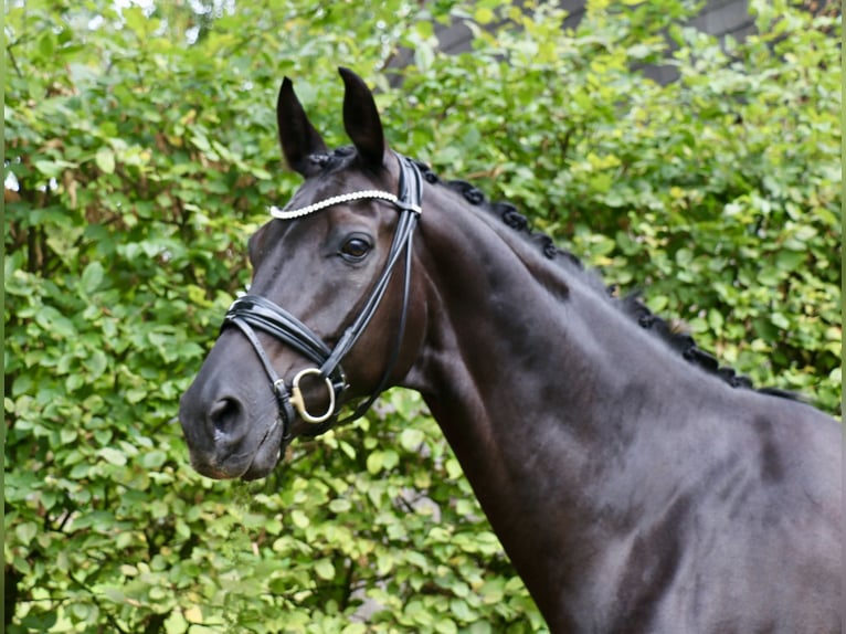 Caballo alemán Caballo castrado 13 años 172 cm Negro in Recke, bei Osnabrück
