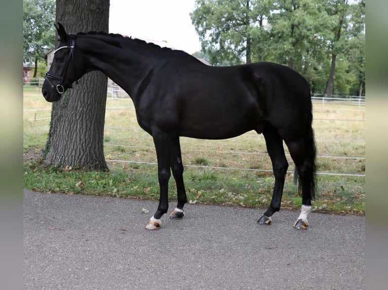 Caballo alemán Caballo castrado 13 años 172 cm Negro in Recke, bei Osnabrück