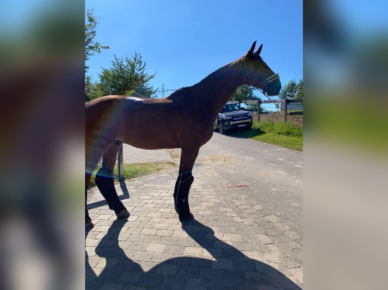 Caballo alemán Caballo castrado 13 años 180 cm Castaño in Herxheim bei Landau/Pfalz